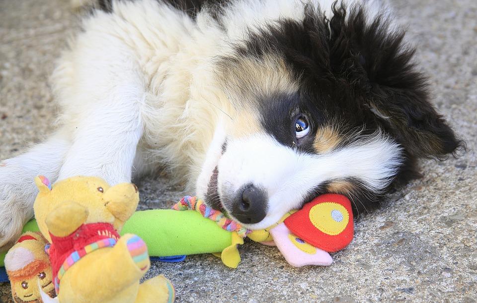 Chien jeux 1